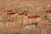 Group of Pukus in the Kasanka NP Zambia