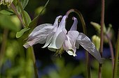 Ancolie horticole en fleur dans un jardin privé de Belgique