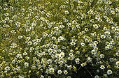 Floor of German chamomile