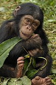 Young eating Chimpanzee of the leaves ; Sanctuary of Pongo Songo in Cameroun