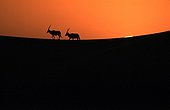 Arabian oryx at sunset Saudi Arabia