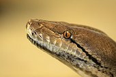 Portrait of a reticulated python France