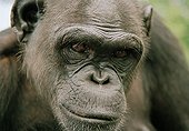 Glance of a female Chimpanzee Congo ; Sanctuary of HELP Congo