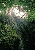 Tree in against diving in the tropical forest Congo