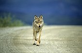Wolf walking on a track Denali NP Alaska