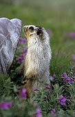 Hoary marmot standing up in the middle of Dwarf fireweed