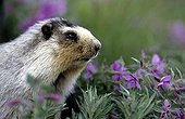 Portrait of a Hoary marmot in the middle of Dwarf fireweed