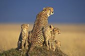 Female Cheetah and 5 month old youngs Masaï Mara Kenya