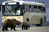 Brown bear cub and its mother crossing a track Alaska