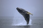 Humpback whale jumping Glacier Bay NP Alaska