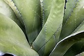 Century plant leaves, Canary islands