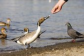 Male duck pintail coming to seek food Japan