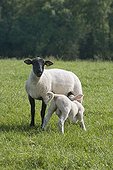 Ewe sufflok and its lamb tétant his mother with the park France