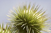 Fruit of the Greater burdock France ; Such attachment has inspired the system of loop fasteners, also called scratch or Velcro (marketed by the trademark Velcro International BV), invented by George de Mestral, a Swiss engineer, in 1948.