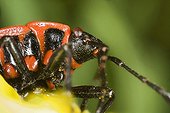Large plan of a Fire Bug France