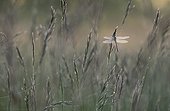 Yellow-legged clubtail in a meadow at daybreak Switzerland
