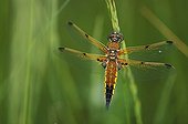 Four-spotted skimmer on a Gramineae Switzerland