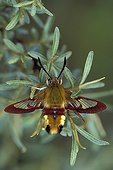 Broad-bordered Bee Hawk-moth drying its wings
