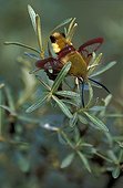 Broad-bordered Bee Hawk-moth drying its wings