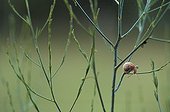 Escargot sur une plante Suisse