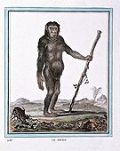 Portrait d'un Chimpanzé ou Jocko debout ; Planche de l’Histoire naturelle de Buffon