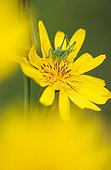 Young grasshopper on a Salsify flower Switzerland