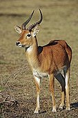 Portrait of male Puku in the Luangwa National park