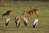 Yellowbilled Stork colony and Puku Luangwa National park