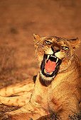 Lioness howling Nairobi National park Kenya  