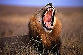Lion yawning Nairobi National park Kenya