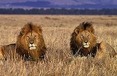 Lions in savanna Masaï Mara Kenya