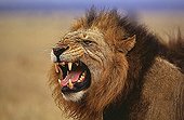 Lion in rut Nairobi National park Kenya