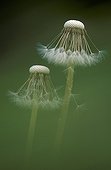 Two stems of Dandelion gone to seed Switzerland