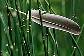 Feather of Wood Pigeon in Scouringrush horsetails France