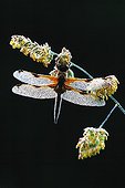 Four-spotted skimmer covered with dew on a Gramineae