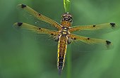 Portrait of a Four-spotted skimmer Switzerland
