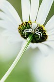 Femelle Goldenrod spider under a Daisy Switzerland