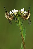 Two Bee flies settled one-on-one on a flower Switzerland