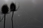 Cardères et toile d'araignée dans le brouillard Corrèze