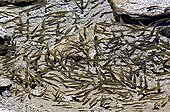 Eurasian Minnows in the Lake Sant Maurici in the Pyrenees
