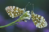 Couple of Orange tip on a flower Vuache Haute-Savoie France