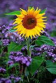 Bumblebee on a Sunflower in a Notchleaf field Switzerland