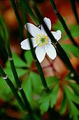 Thimbleweed under Souringrush Horsetails France