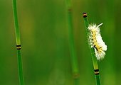Caterpillar on Scouringrush horsetail Haute-Savoie France