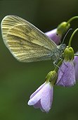 Wood White on a Cuckoo flower Switzerland