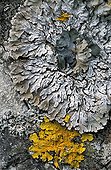 Lichens on a tree trunk Drôme France