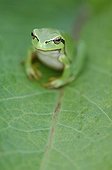 Tree frog on a Sorrel leaf Vendée France