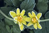 Fig buttercup flowers covered with hoarfrost Switzerland