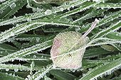 Apple tree leaf on frosted grass Switzerland