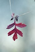 Hawthorn leaf fallen on a grass bit Switzerland